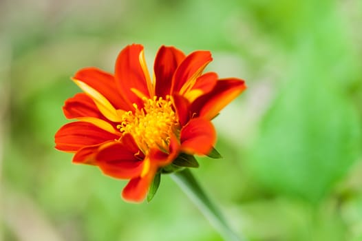 Red flower unfocus on blur green background