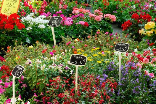 Image shows an outdoors farmer's flower market in France