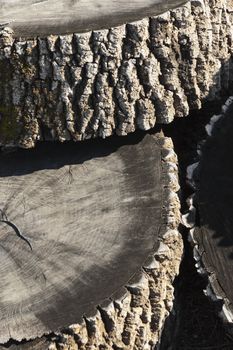 Close up of a pile of ash tree trunks 