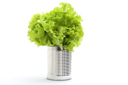 Bunch of leaf lettuce photographed on a white background.