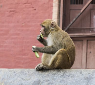 single monkey in nepal sitting on a wall. horizontal image.