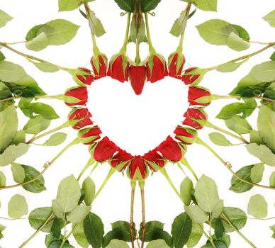 red roses forming a heart on a white background......................