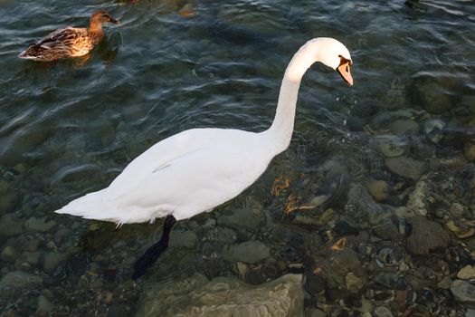 Beautiful Swan Gliding on Transparent Water Surface of Garda Lake, Sirmione, Italy