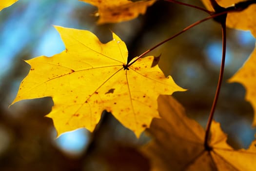 Yellow leaf on a tree in the autumn