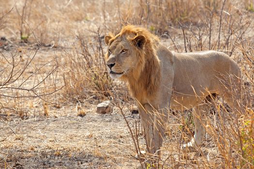 Wild lion in the African Savannah, Tanzania