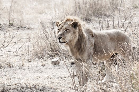 Wild lion in the African Savannah, Tanzania