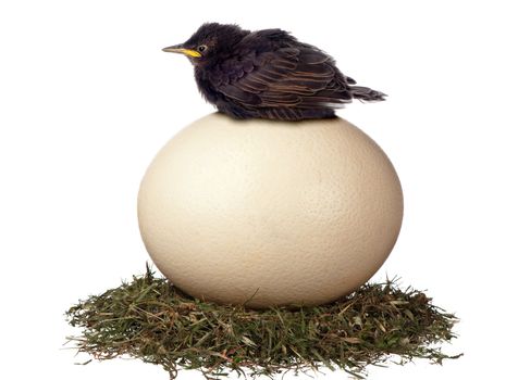 A little bird sits in vain on a large egg waiting for it to hatch. It is a futile exercise.