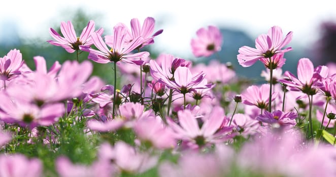 Pink flower in a beautiful day.