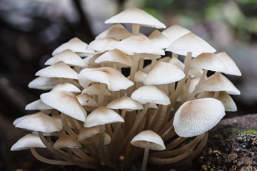 agaric honey fungus on stump in forest