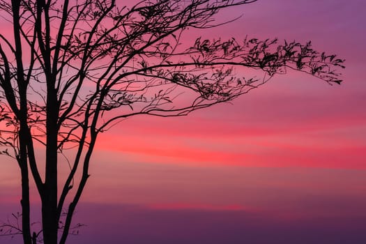 Tree at dawn with rays of the sun