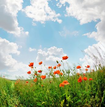 poppies blooming in the wild meadow high in the mountains