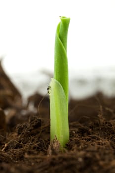 Seedling corn