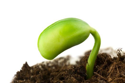 Small plant of soy on a white background