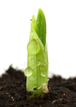 Seedling of garlic on a white background