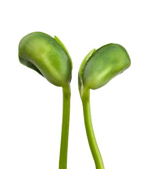 Small plant of soy on a white background