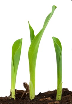 Seedling corn on a white background
