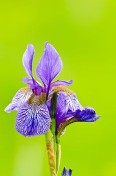 Purple bearded iris on blurred green background