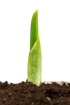 Seedling of garlic on a white background