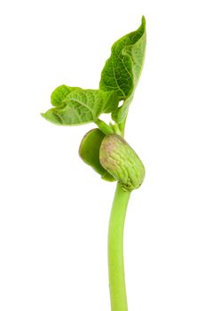 Seedling beans on white background