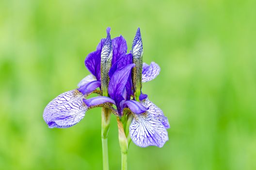 Purple bearded iris on blurred green background