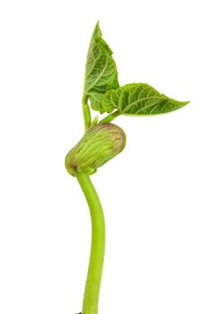 Seedling beans on white background