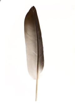 Black feather isolated on a white background