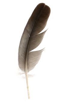 Black feather isolated on a white background