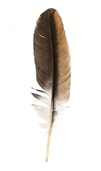 Black feather isolated on a white background