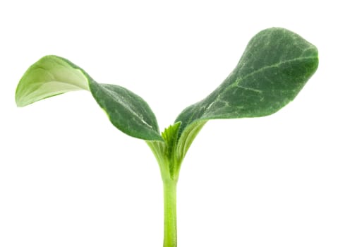 Pumpkin seedling on white background