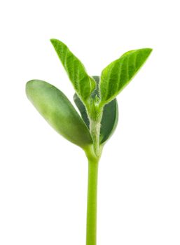 Small plant of soy on a white background