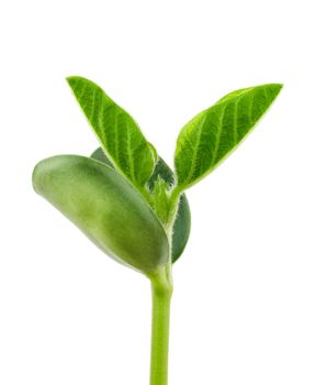 Small plant of soy on a white background