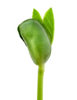 Small plant of soy on a white background