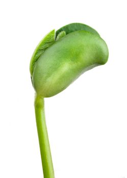 Small plant of soy on a white background