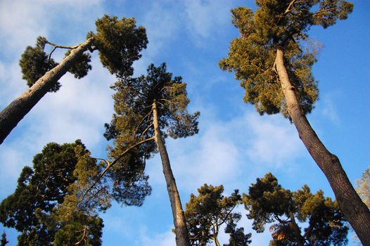 Pine trees in Botanical Gardens, Christchurch, New Zealand