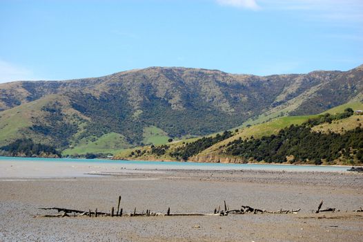 Snag at sea coast, Banks Peninsula, New Zealand