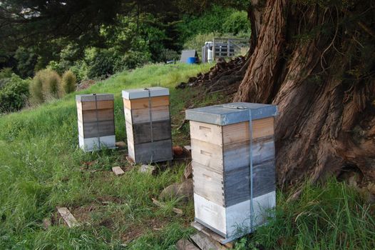 Bee hives under the tree, Banks Peninsula, New Zealand