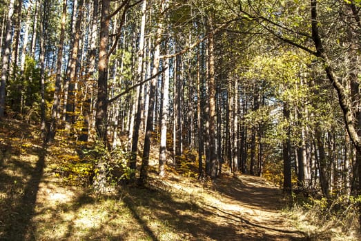 Forest path in autumn sunny day as background