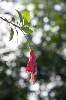 red Hibiscus flower on plant