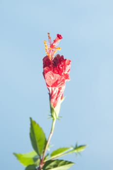 red Hibiscus flower on plant