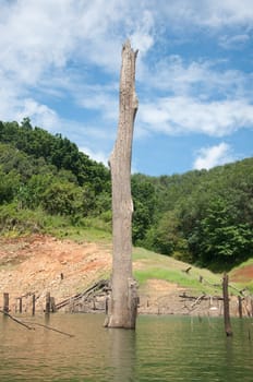 big dead wood in balahala forest - Balahala forest is most perfectly forest in South of Thailand