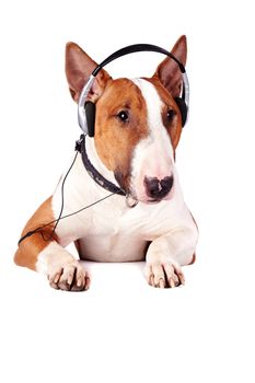 Bull terrier in earphones on a white background