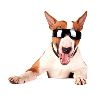 Cheerful bull terrier in sunglasses on a white background