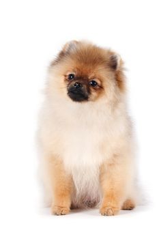 The puppy of a spitz-dog sits on a white background