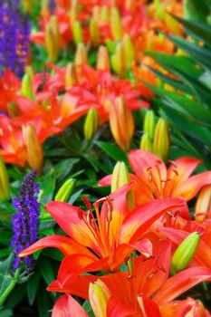 Macro of a red, orange, and yellow day Lilly with soft focus flowers in background