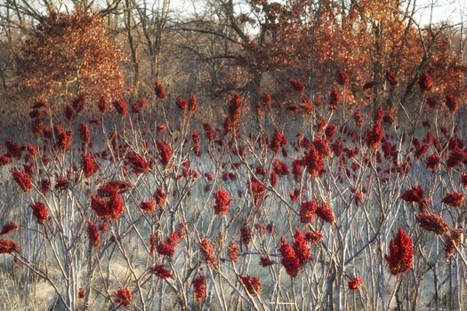 Vibrant Red Sumac in Late Autumn is Prepared for Winter