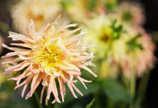 Close up of a Yellow and pink Dahlia with wild petals and soft flower background