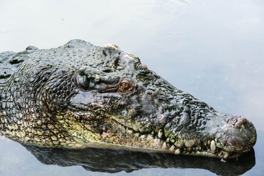 Large adult salt water crocodile in calm water close up, taken on a cloudy day 