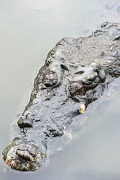 Large adult salt water crocodile in calm water close up, taken on a cloudy day 