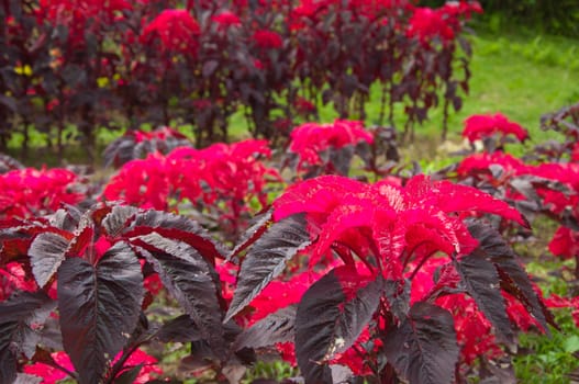 red Amaranthus planting garden