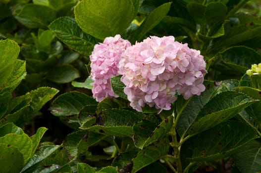 pink Hydrangea flower planting garden